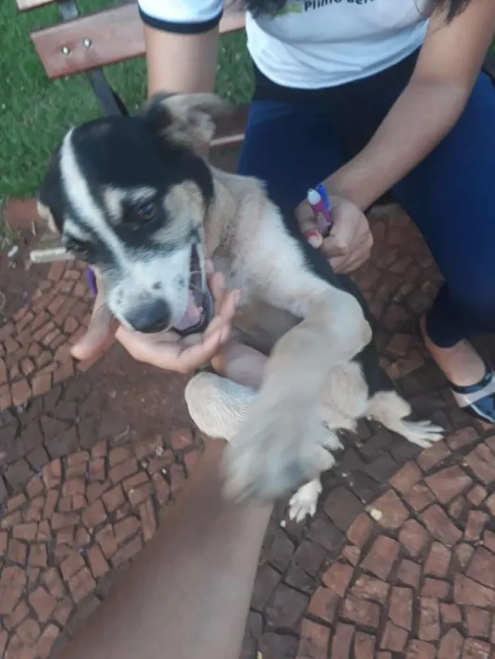 Cachorro ra a Vira-lata idade 7 a 11 meses nome Berlin