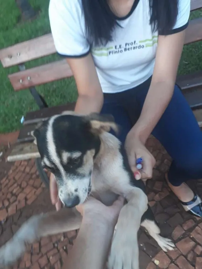 Cachorro ra a Vira-lata idade 7 a 11 meses nome Berlin