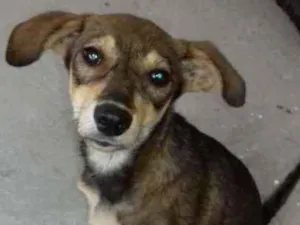 Cachorro raça  idade 2 a 6 meses nome Mel