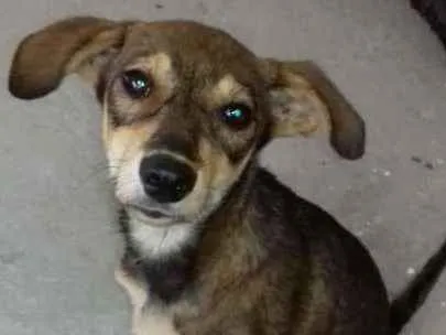 Cachorro ra a  idade 2 a 6 meses nome Mel