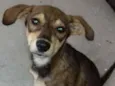 Mel