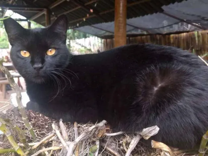 Gato ra a Sem raça definida idade 2 anos nome Amora