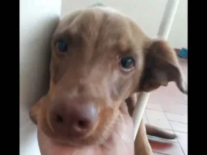 Cachorro raça  idade 7 a 11 meses nome Luck 