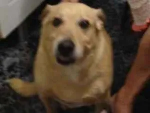 Cachorro raça Lavrador idade 6 ou mais anos nome Bolinha