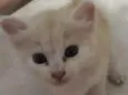 Mel