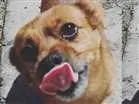 Cachorro raça Vira-lata idade 5 anos nome Tuco
