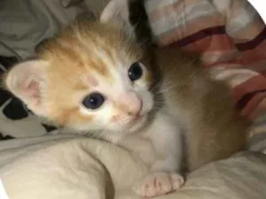 Gato raça felino  idade Abaixo de 2 meses nome cleo e frida
