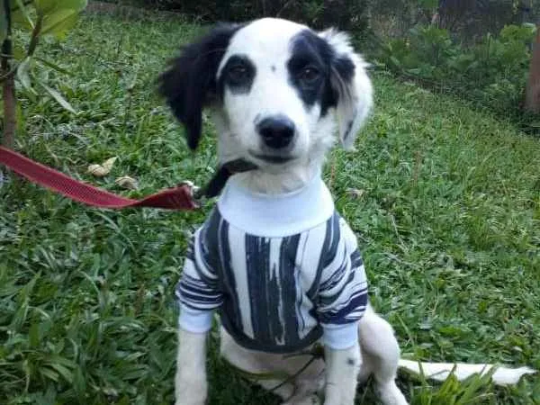 Cachorro ra a SRD idade 2 a 6 meses nome LEO