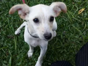 Cachorro raça SRD idade 2 a 6 meses nome FERNANDA