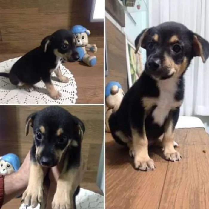 Cachorro ra a srd idade Abaixo de 2 meses nome Pitoco