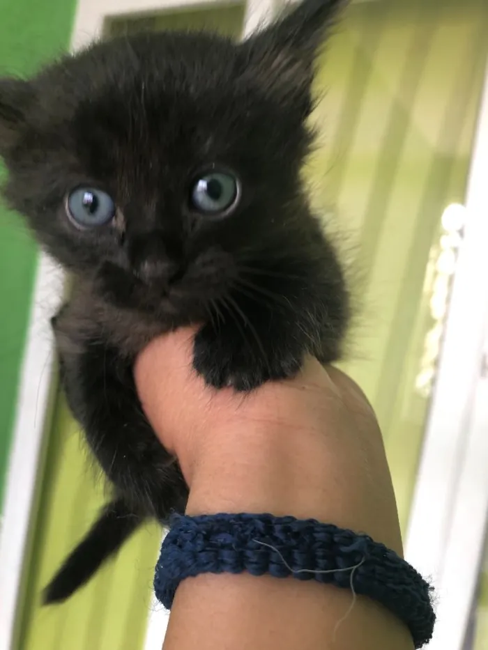 Gato raça Siamesas  idade Abaixo de 2 meses nome Desconhecidos 