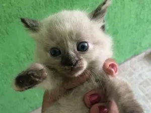 Gato raça Siamesas  idade Abaixo de 2 meses nome Desconhecidos 