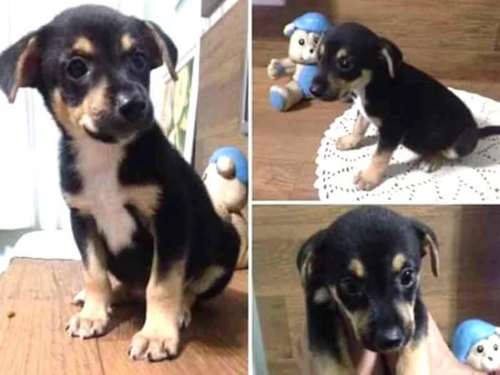 Cachorro ra a srd idade Abaixo de 2 meses nome Pitoco