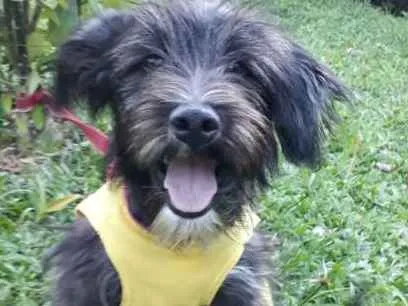 Cachorro ra a SRD idade 1 ano nome RAFAELA