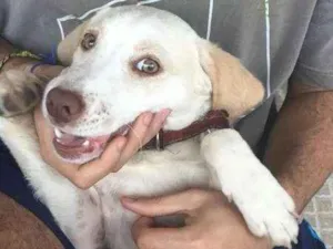 Cachorro raça vira lata idade 2 a 6 meses nome nick