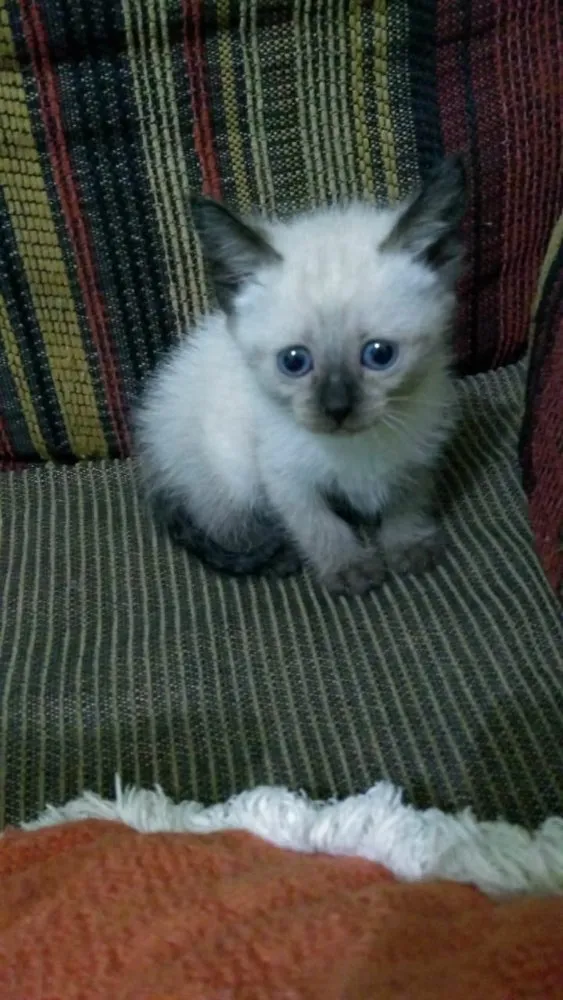 Gato raça Siamesas  idade Abaixo de 2 meses nome Desconhecidos 