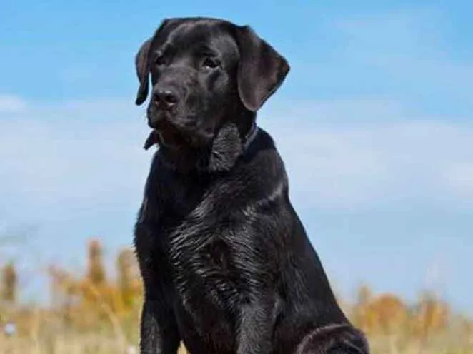 Cachorro ra a labrador com rottweiler idade 6 ou mais anos nome Bia