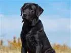 Cachorro raça labrador com rottweiler idade 6 ou mais anos nome Bia