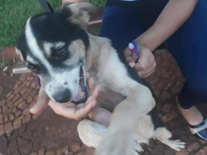 Cachorro ra a Vira-lata idade 7 a 11 meses nome Berlin