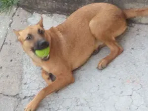 Cachorro raça Vira lata idade 7 a 11 meses nome Pimenta