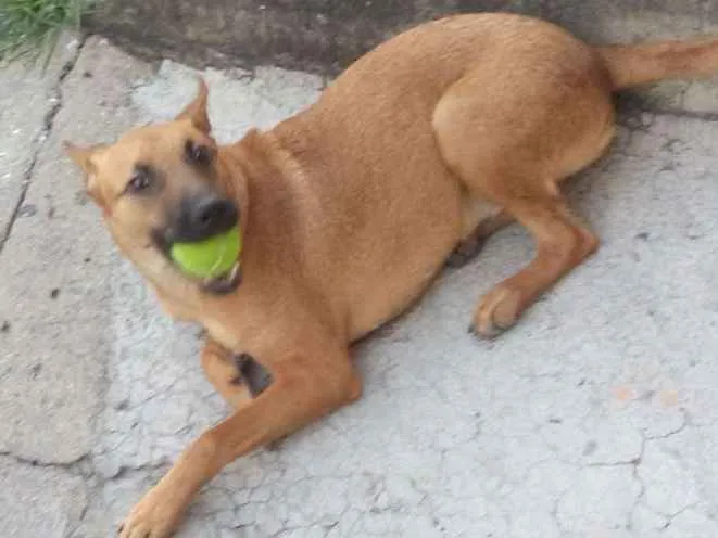 Cachorro ra a Vira lata idade 7 a 11 meses nome Pimenta