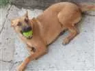 Cachorro raça Vira lata idade 7 a 11 meses nome Pimenta