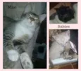 Cat Family