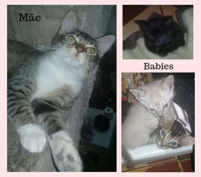 Gato ra a srd idade 7 a 11 meses nome Cat Family