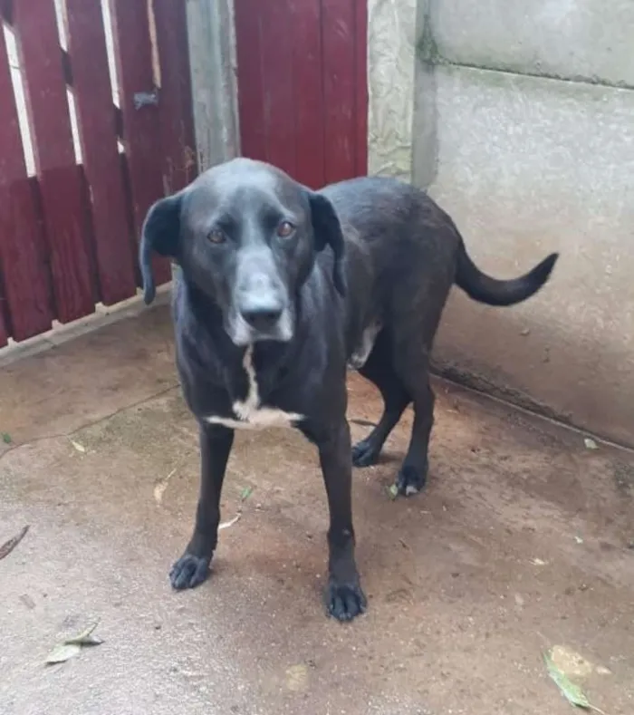 Cachorro ra a Labralata idade 2 anos nome Negão