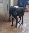 Negão