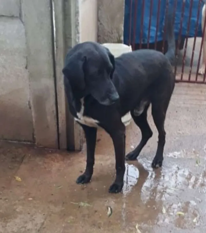 Cachorro ra a Labralata idade 2 anos nome Negão
