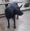 Negão