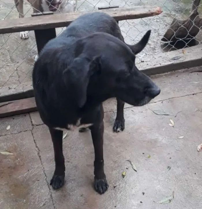 Cachorro ra a Labralata idade 2 anos nome Negão