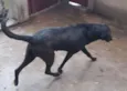 Negão