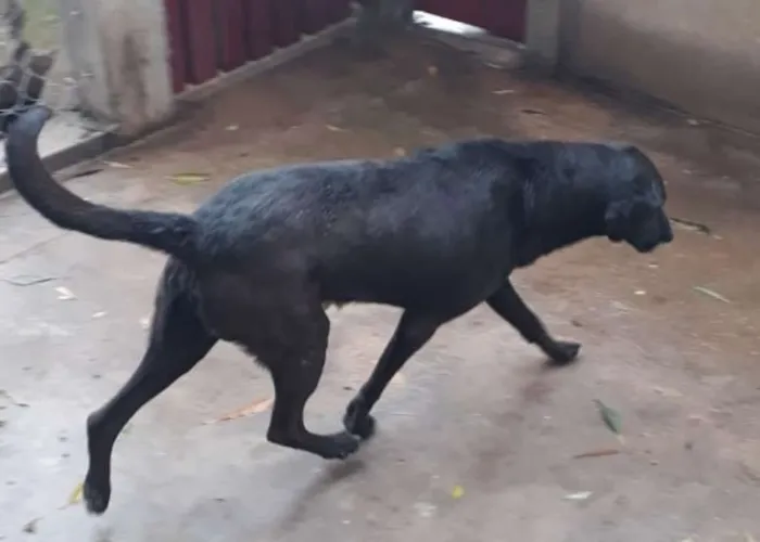 Cachorro ra a Labralata idade 2 anos nome Negão