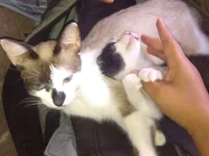 Gato raça Chianes  e  angorá  idade  nome Não a nomes 