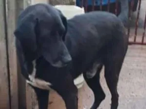 Cachorro raça Labralata idade 2 anos nome Negão