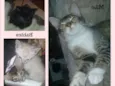 Cat Family