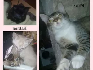 Gato raça srd idade 7 a 11 meses nome Cat Family