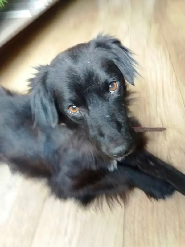 Cachorro ra a SRD idade 1 ano nome Evaristo