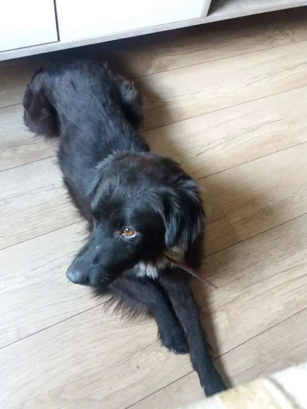 Cachorro ra a SRD idade 1 ano nome Evaristo