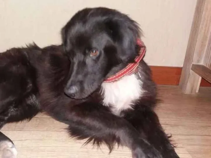 Cachorro ra a SRD idade 1 ano nome Evaristo