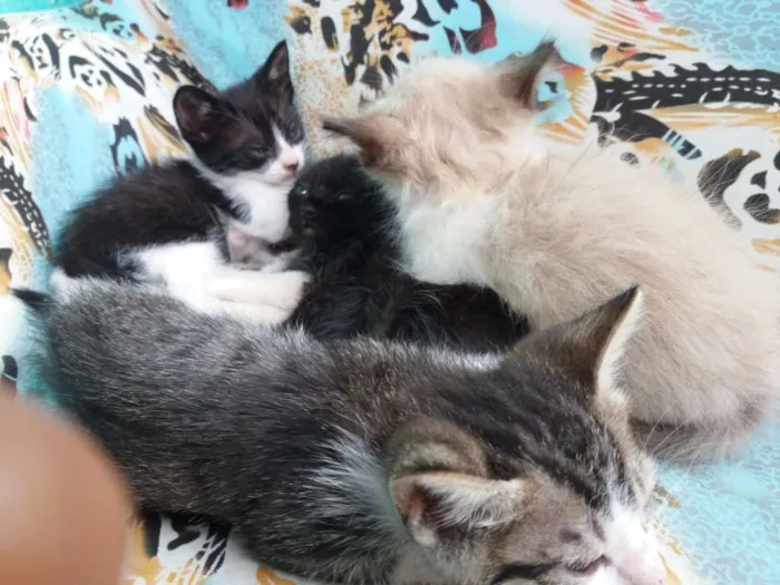 Gato raça místicos idade Abaixo de 2 meses nome ainda não possui 