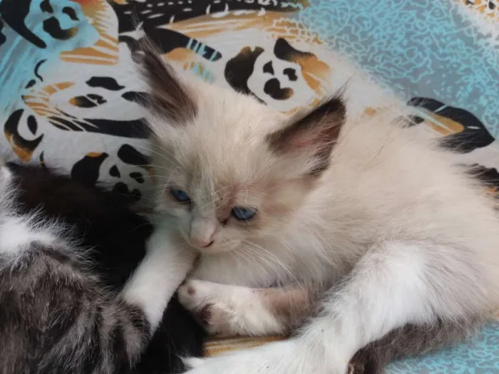 Gato raça místicos idade Abaixo de 2 meses nome ainda não possui 