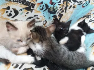 Gato raça místicos idade Abaixo de 2 meses nome ainda não possui 