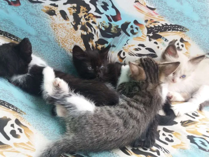 Gato raça místicos idade Abaixo de 2 meses nome ainda não possui 
