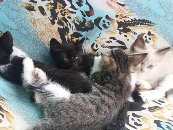 Gato raça místicos idade Abaixo de 2 meses nome ainda não possui 