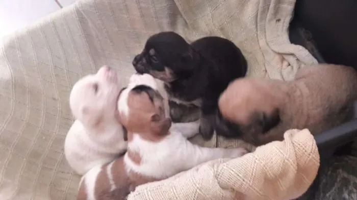 Cachorro ra a SRD idade Abaixo de 2 meses nome filhotinhas