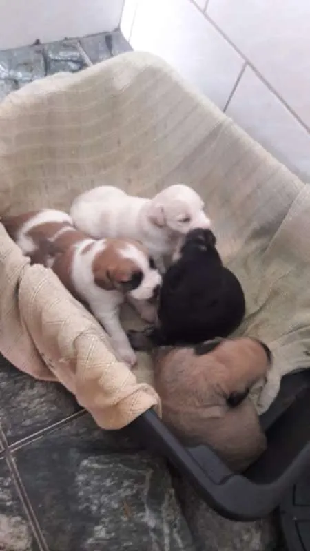 Cachorro ra a SRD idade Abaixo de 2 meses nome filhotinhas