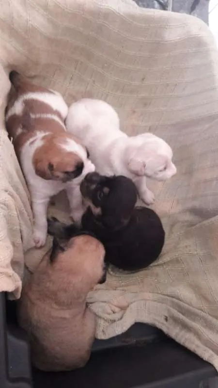 Cachorro ra a SRD idade Abaixo de 2 meses nome filhotinhas
